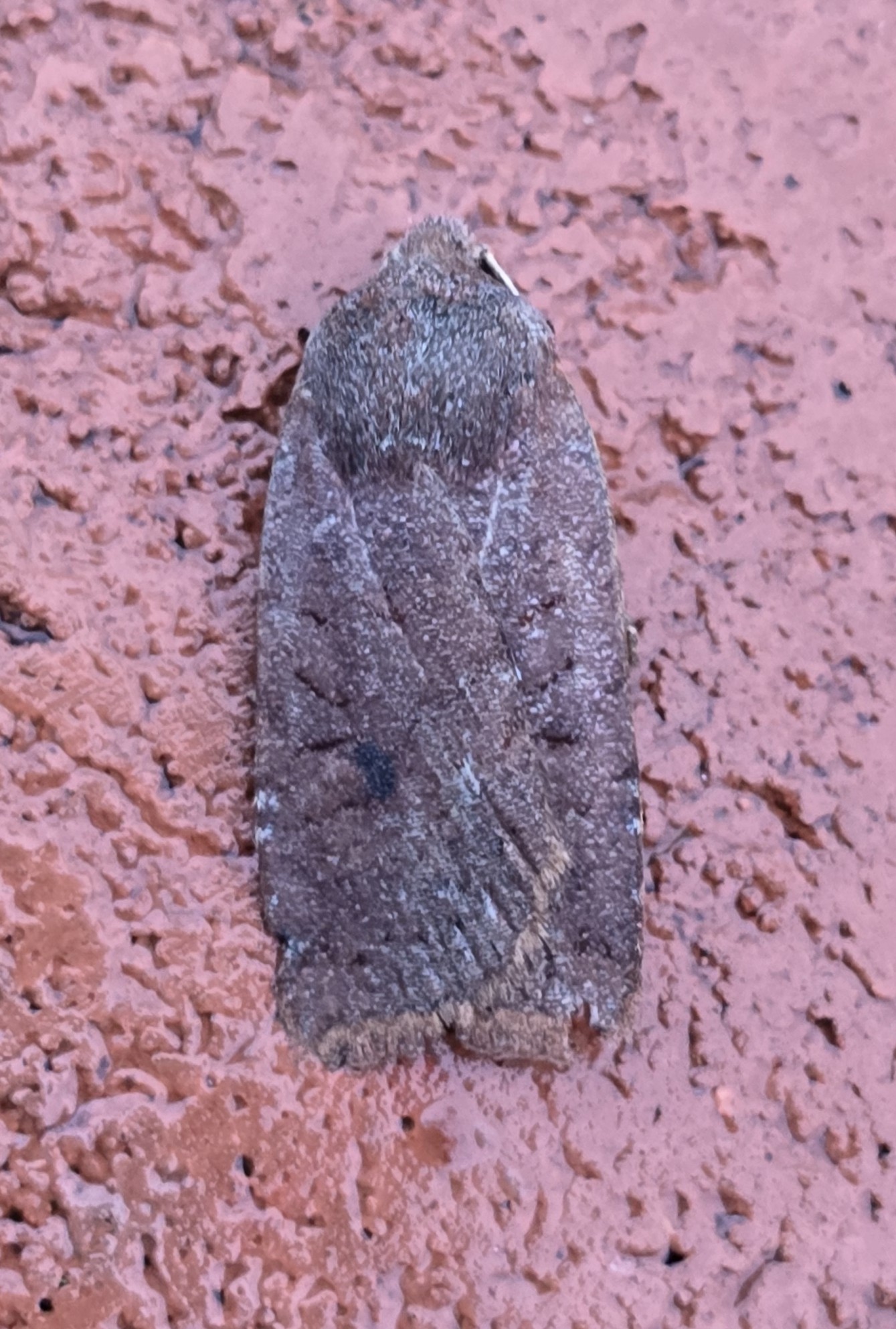 Photo of Dark Chestnut (Conistra ligula)